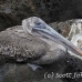 pelican_brown_san_h_0017_ecu2211.jpg